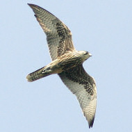 giovane, Colli Euganei (PD), 3.07.2017