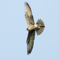 giovane, Colli Euganei (PD), 3.07.2017