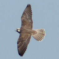 giovane, Colli Euganei (PD), 23.09.2009