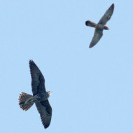 giovane con gheppio, Colli Euganei (PD), 23.09.2009