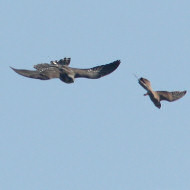 giovane con gheppio, Colli Euganei (PD), 23.09.2009