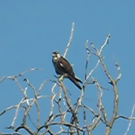 Tregnago (VR), 24.07.2010