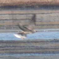 individuo con preda, garzette e cornacchia grigia, Valle Scanarello (RO), 27.10.2009