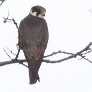 adulto, Chioggia (VE), 9.06.2012