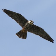 adulto, Valle Vecchia (VE), 25.05.2013