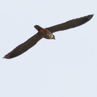 adulto, Tessera (VE), 31.05.2015