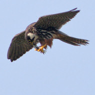 adulto, Valle Vecchia (VE), 1.09.2018