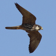 adulto, Porto Viro (RO), 17.08.2013