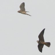 adulto con gheppio, Ca' Savio (VE), 3.10.2015