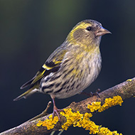 femmina, Verona, 1.04.2018