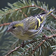 femmina, Verona, 25.02.2018