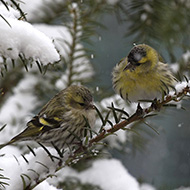 maschio e femmina (a sn), Verona, 1.03.2018