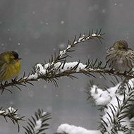 maschio e femmina (a ds), Verona, 1.03.2018