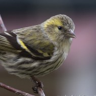 femmina, Verona, 20.02.2018