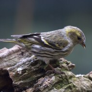 femmina, Verona, 25.02.2018