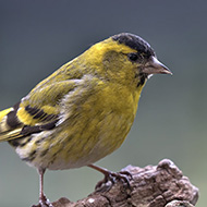 maschio, Verona, 21.03.2018