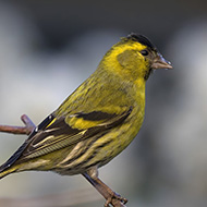 maschio, Verona, 1.04.2018