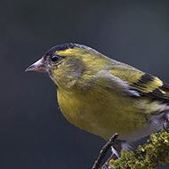 maschio, Verona, 6.03.2018