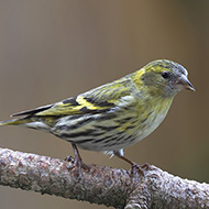 femmina, Verona, 21.03.2018