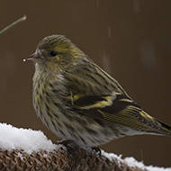 femmina, Verona, 1.03.2018