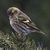 femmina, Verona, 6.03.2018