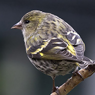 femmina, Verona, 9.03.2018