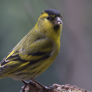 maschio, Verona, 25.02.2018