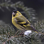 maschio, Verona, 3.03.2018