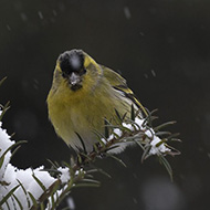 maschio, Verona, 1.03.2018