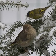 maschi con verdone, Verona, 1.03.2018