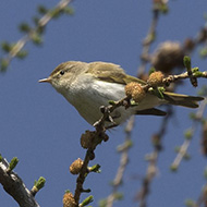 adulto, Monte Baldo (VR), 22.04.2018