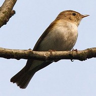 adulto, Crespadoro (VI), 29.05.2010