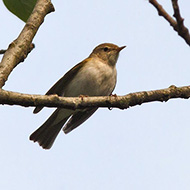 adulto, Crespadoro (VI), 29.05.2010