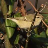adulto, Quinto di Treviso, 1.01.2015