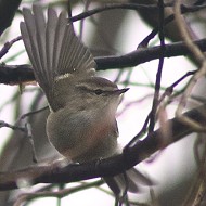 adulto, Quinto di Treviso, 19.12.2014