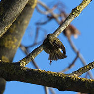 adulto, Brussa (VE), 7.01.2019