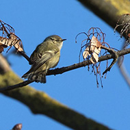 adulto, Brussa (VE), 7.01.2019