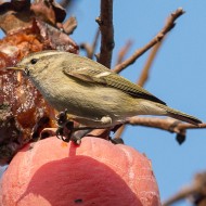 adulto, Quinto di Treviso, 23.01.2016