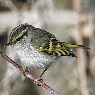 adulto, Treviso, 6.02.2012