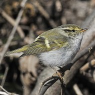 adulto, Treviso, 6.02.2012