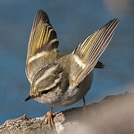 adulto, Treviso, 6.02.2012