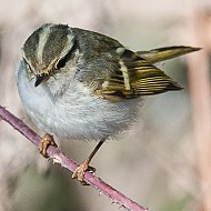 adulto, Treviso, 6.02.2012