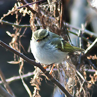 adulto, Treviso, 5.02.2012