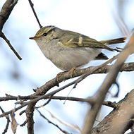 adulto, Treviso, 02.2012