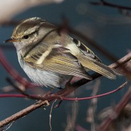 adulto, Treviso, 6.02.2012