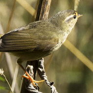 adulto, Monte Baldo (VR), 3.10.2018