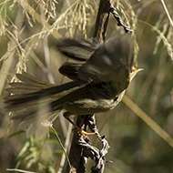 adulto, Monte Baldo (VR), 3.10.2018