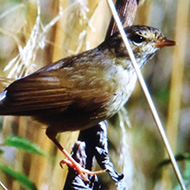 prima adulto, Monte Baldo (VR), 3.10.2018