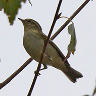 adulto, Verona, 1.10.2014