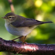 adulto in abito riproduttivo, aprile